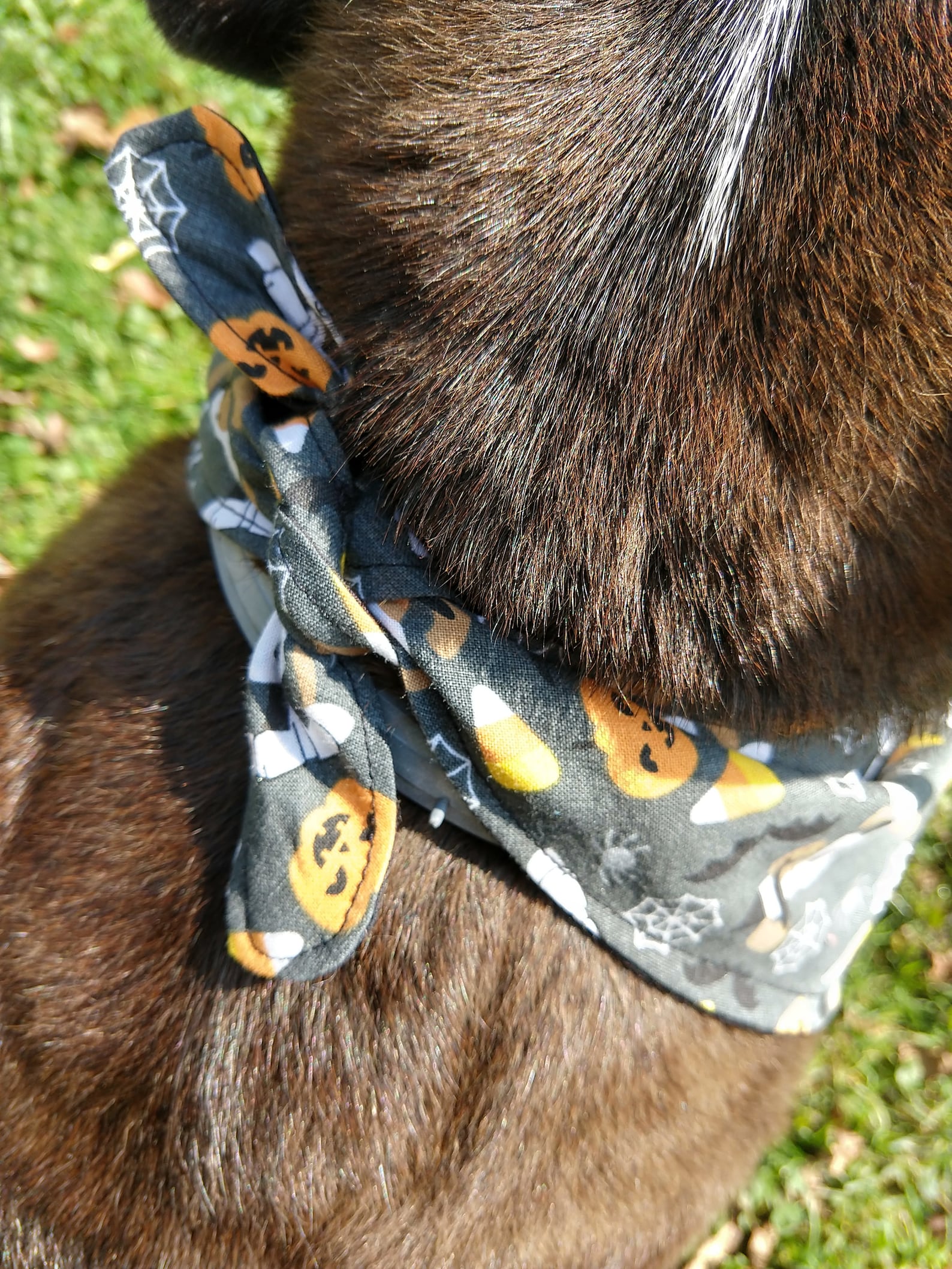 Halloween Pet Bandana Halloween Dog Bandana Tie Bandana Etsy
