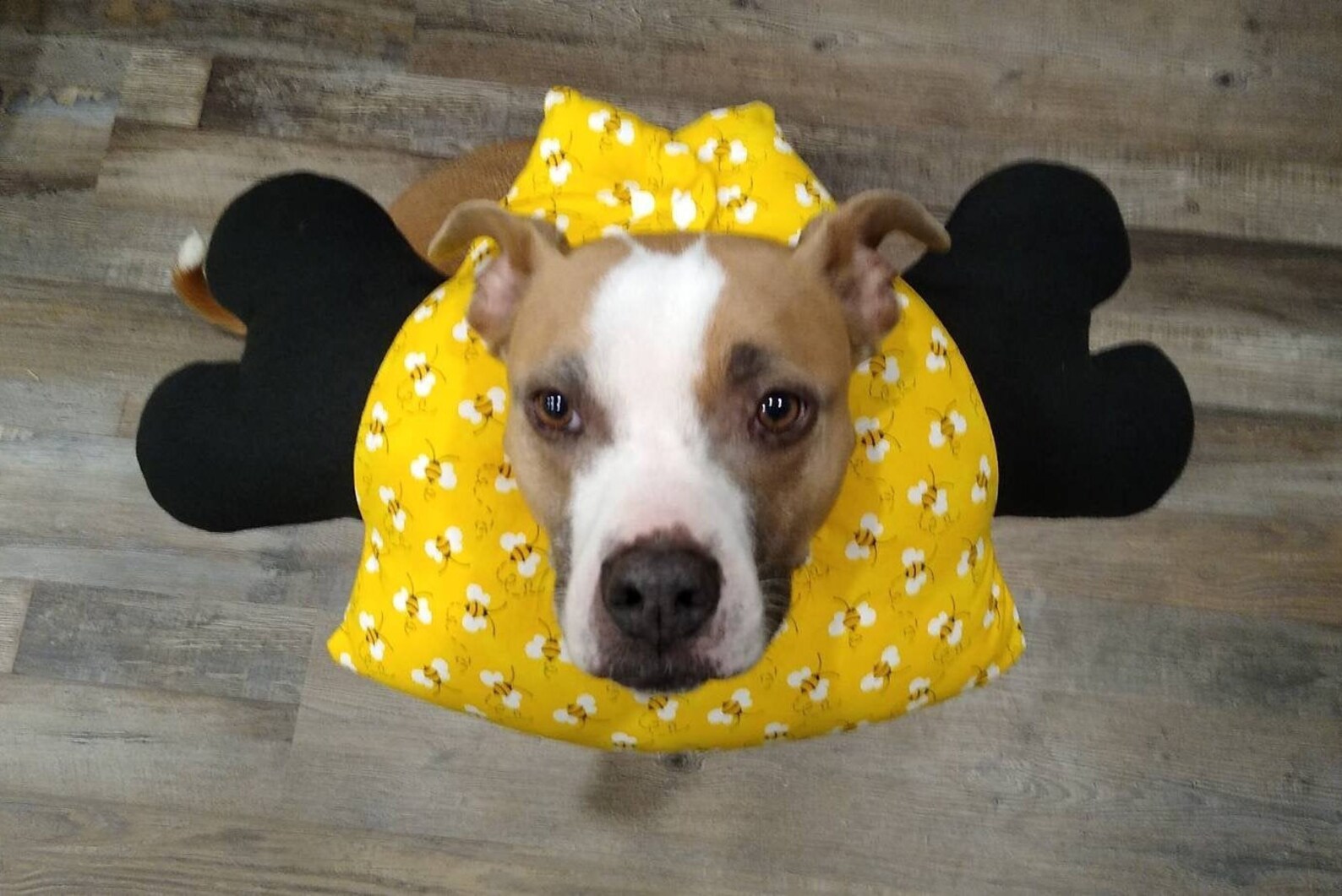 Soft Dog E Collar Cone of Shame Surgery Cone Surgery Dog Etsy