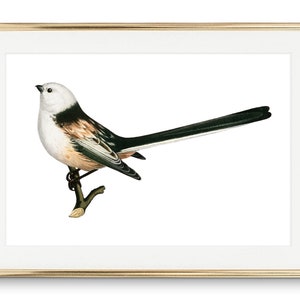 Din A4 Art Print sans cadre - - Tail Bird Nature Picture Print Poster Image