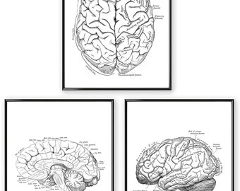 Din A4 Art Print zonder Frame Set van 3 - Hersenen - Anatomie Lichaam Mens Retro Vintage Foto Poster Cadeau