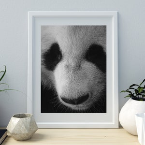 Din A4 picture art print without frame - Panda - panda head panda bear photo photo art poster gift