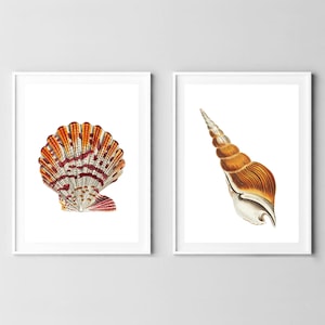 Din A4 Kunstdruck 2er Set ohne Rahmen - Muschel - Muscheln Retro Vintage Meer Ozean Badezimmer Bild Poster