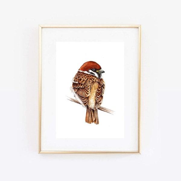 Din A4 Art Print without Frame - Spatz Sperling Bird Watercolor Nature Picture Print Gift