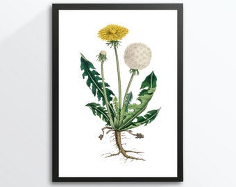 Din A4 Bild Kunstdruck ohne Rahmen - Löwenzahn - Pusteblume Pflanze Blume Retro Vintage Natur Poster Bild