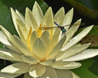 Impression de photographie