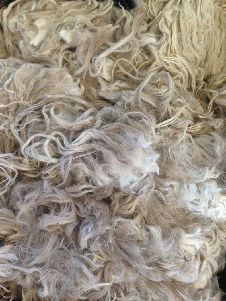Natural SURI alpaca fleece all colours available spinning Etsy