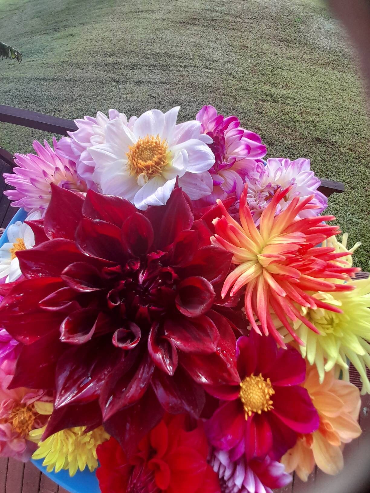 40 Dazzling DAHLIA Mixed 2022 / 2023 SEEDS. Huge Variety From Etsy