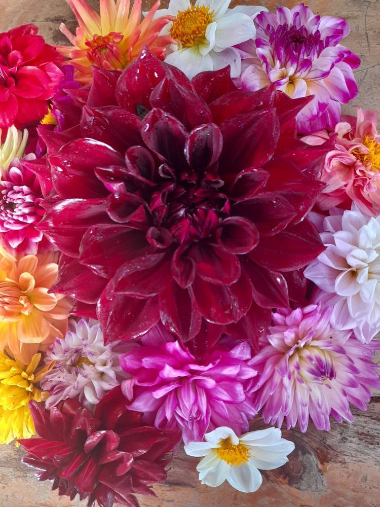 40 Dazzling DAHLIA Mixed 2022 / 2023 SEEDS. Huge Variety From Etsy