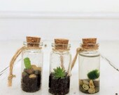 Mini Terrarium
