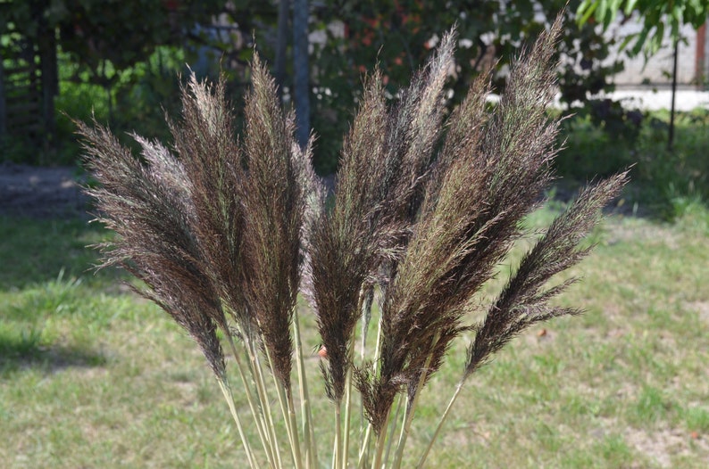 Large light colored dry reeds plumes 22 pieces, Natural Dried 30 inches