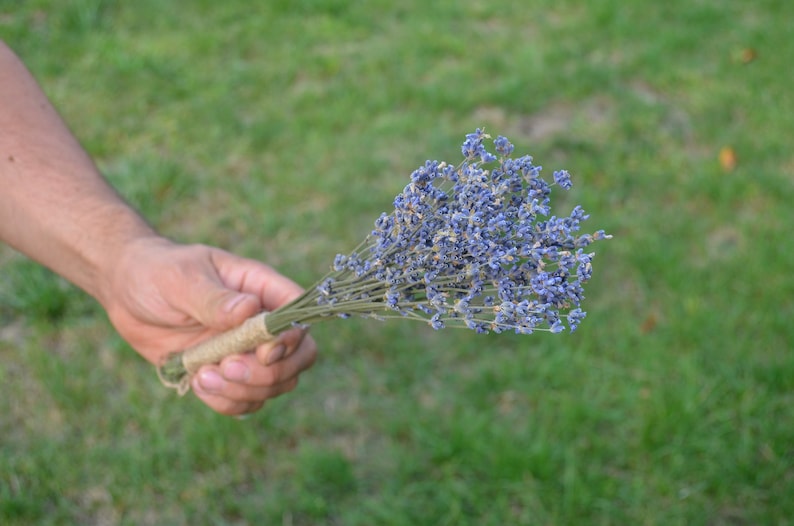 Wedding Favors Lavender Bunch Dried Lavender Bundle,Dried Natural Provence Bunch Bridal Shower Ideas Dried Lavender Bunches Mini Dried