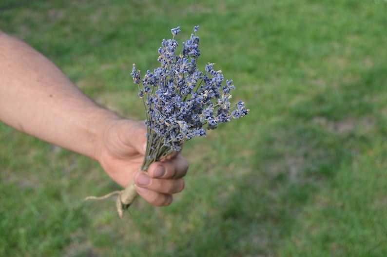 Wedding Favors Lavender Bunch Dried Lavender Bundle,Dried Natural Provence Bunch Bridal Shower Ideas Dried Lavender Bunches Mini Dried