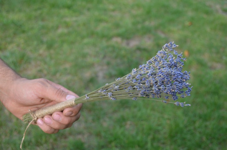 Wedding Favors Lavender Bunch Dried Lavender Bundle,Dried Natural Provence Bunch Bridal Shower Ideas Dried Lavender Bunches Mini Dried