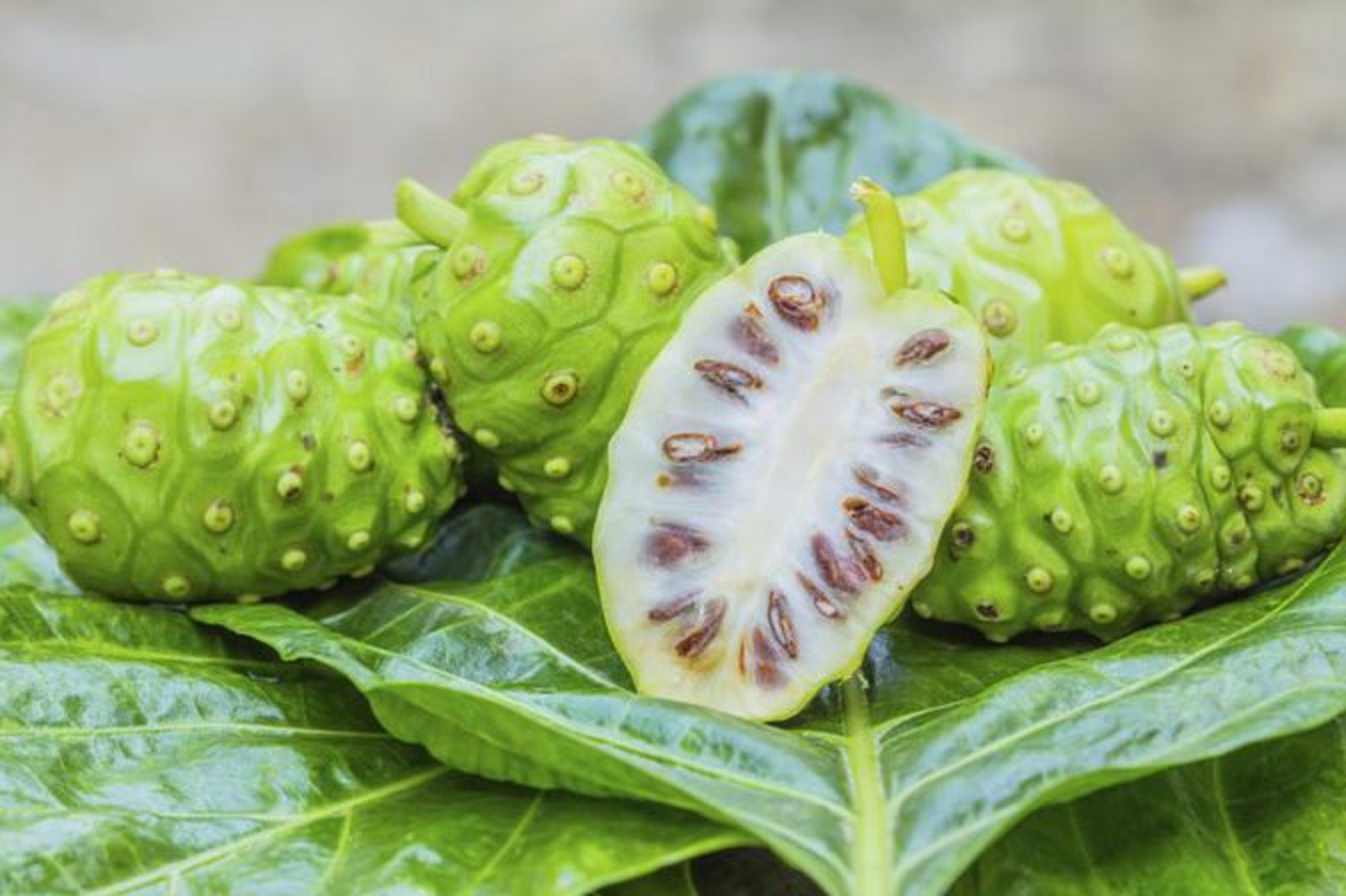 Hawaiian Noni Powder organic Etsy