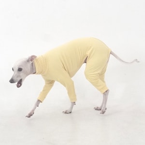 以下が含まれることがあります： 薄い黄色の犬用ジャンプスーツ。犬は灰色の毛色で長い尻尾をしています。ジャンプスーツは犬の全身を覆い、足と腕も覆っています。犬は白い表面を歩いています。