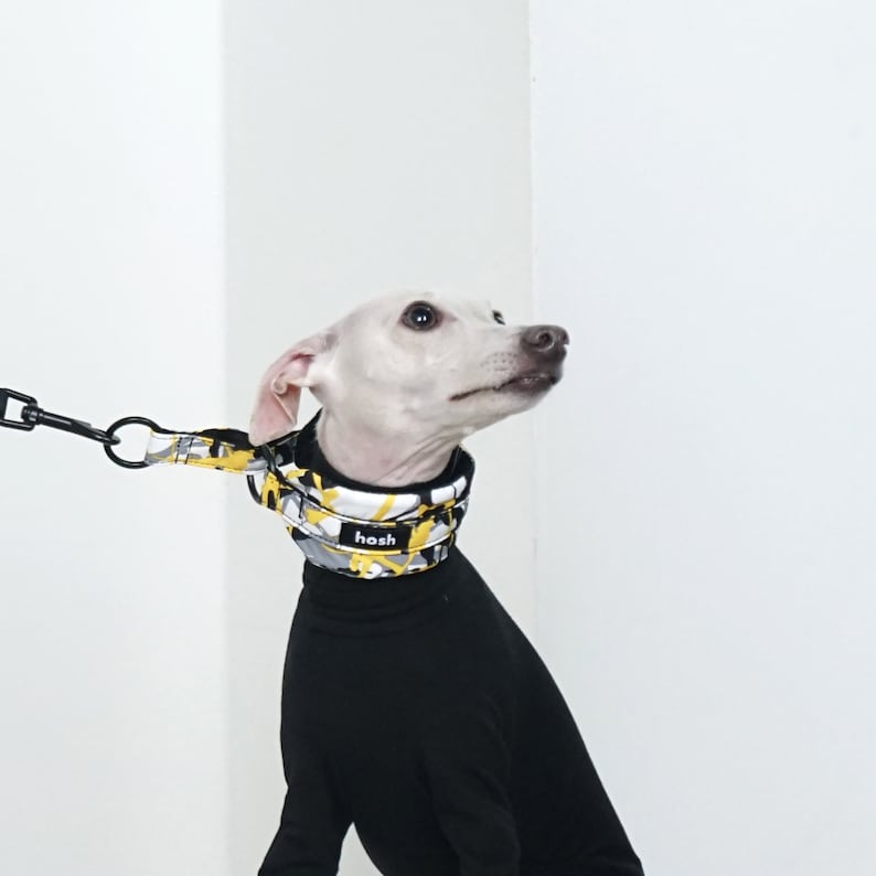 Puede incluir: Un perro blanco con un collar y una correa estampados. El collar presenta un dise&ntilde;o geom&eacute;trico en negro, amarillo y blanco. La correa est&aacute; sujeta a un mosquet&oacute;n negro. La palabra "hosh" est&aacute; impresa en el collar.