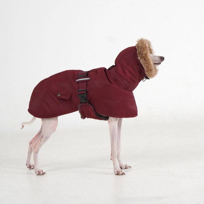 Puede incluir: Un abrigo para perros de color burdeos con capucha ribeteada con piel sint&eacute;tica. El abrigo tiene un cierre de hebilla y un peque&ntilde;o bolsillo. El perro est&aacute; sobre una superficie blanca.