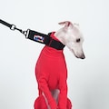 Italian Greyhound Primary Collar | Martin Gale Collar | Padded Canvas Dog Collar in Black, Blue, Red by hosh product logo