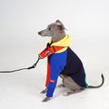 Italian Greyhound Brick Fleece-Lined Hoodie | Colorful Hoodie for Iggy | Warm Patchwork Dog Jacket in Navy-Multi, Yellow-Multi by hosh product logo