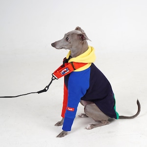 May include: A grey Italian Greyhound wearing a colour-blocked dog hoodie with a yellow hood, red and blue sleeves, and a navy blue body. The dog is also wearing a red and black harness with the word "hash" on it, and is attached to a black lead.