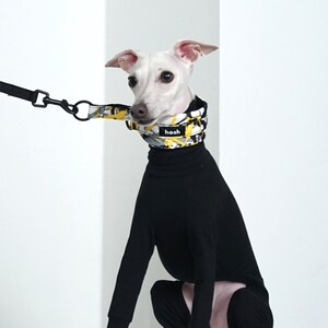 Puede incluir: Un galgo italiano blanco con un mono negro y un collar estampado con el texto "hosh". El collar est&aacute; conectado a una correa negra. El patr&oacute;n del collar incluye formas amarillas, grises y blancas.