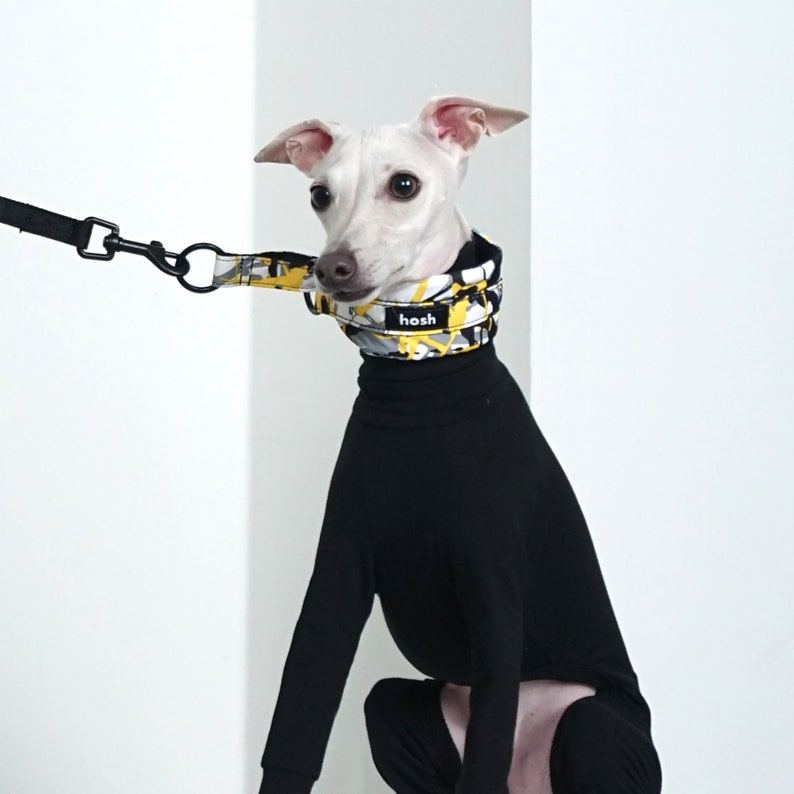 Puede incluir: Un galgo italiano blanco con un mono negro y un collar estampado con el texto "hosh". El collar est&aacute; conectado a una correa negra. El patr&oacute;n del collar incluye formas amarillas, grises y blancas.