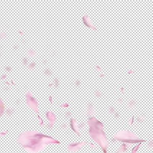 21 PNG Falling Pink White Petals Photoshop Overlays, Wedding, Spring, Romantic, Magic, Rose petals, Blossom, High Res, Instant Download image 6