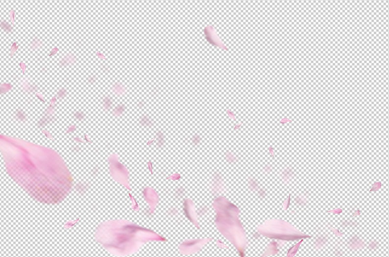 21 PNG Falling Pink White Petals Photoshop Overlays, Wedding, Spring, Romantic, Magic, Rose petals, Blossom, High Res, Instant Download image 6