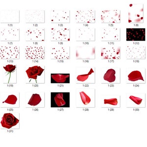 Rose Petal Photoshop Overlays, Red rose petals, Valentine&#39;s Day, , Wedding overlays, Photography Overlays, Clipart Clip Art PNG Graphics #1