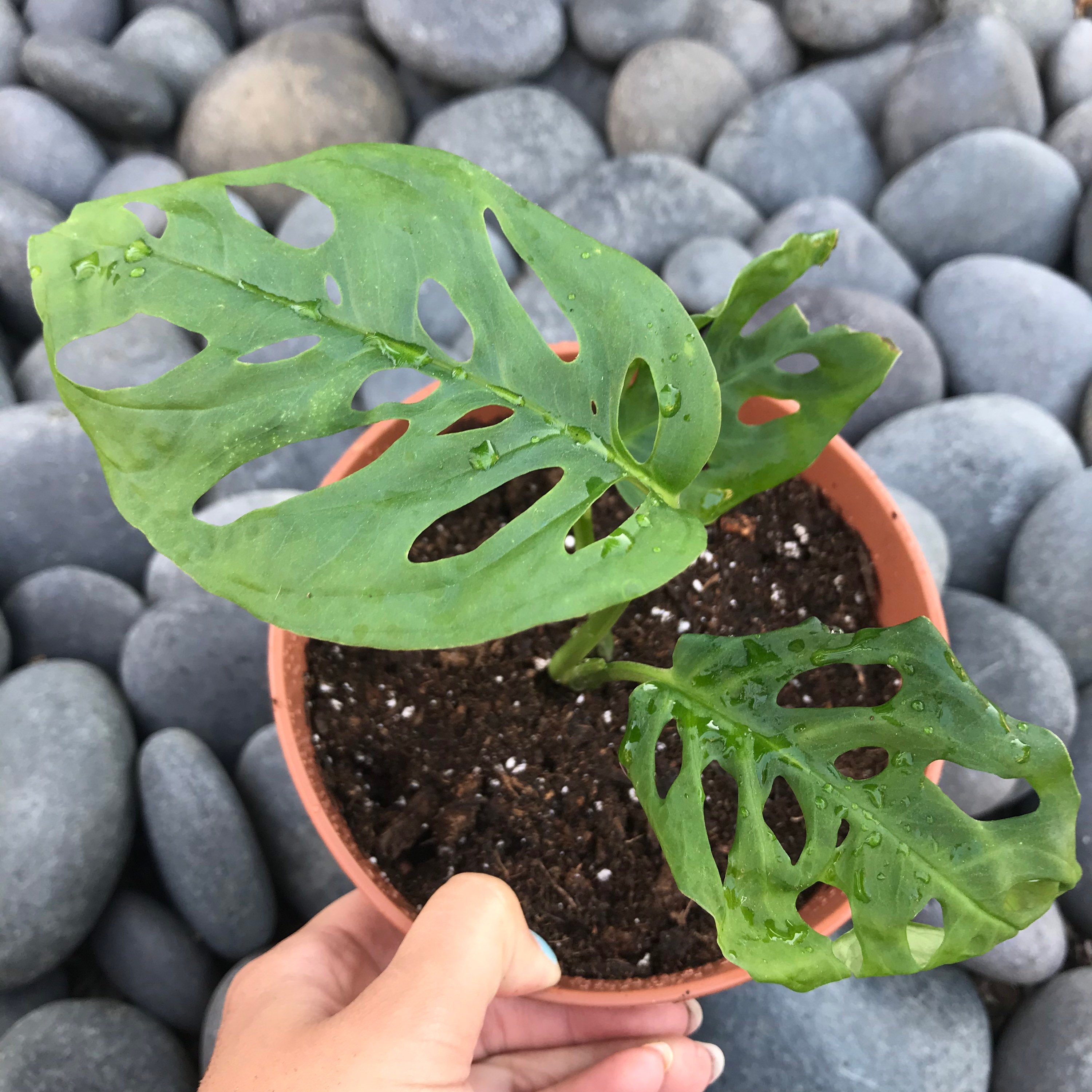 Indoor Plant Swiss Cheese Monstera Adansonii Etsy