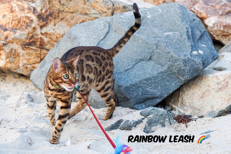 Rainbow Leash Limited Edition