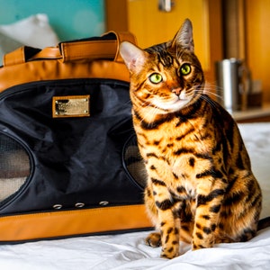 Portable Cat Carrier Travel Bag Airline Approved Pet Messenger – Cute Cats  Store