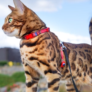 Pode incluir: Um gato tigrado marrom e preto com olhos verdes usando um colar vermelho e azul xadrez e uma coleira preta.
