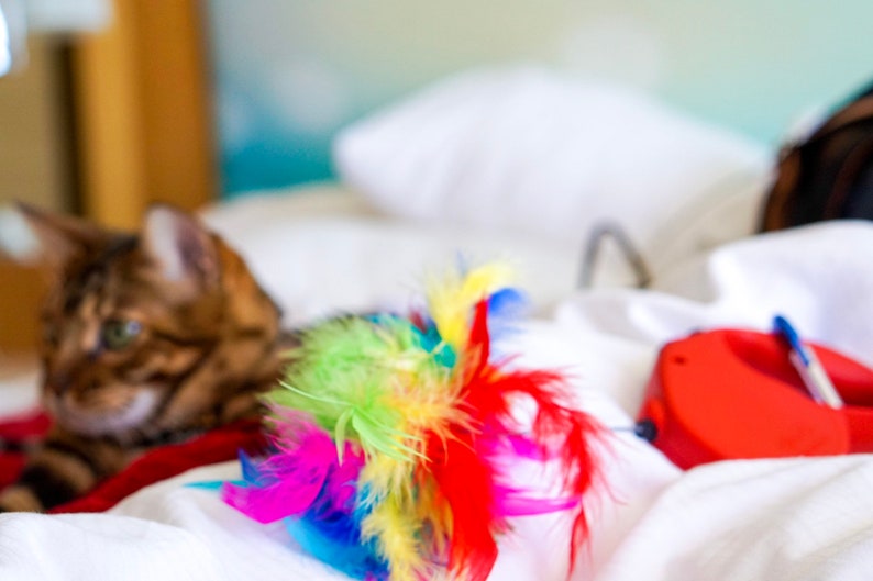 Rainbow Leash Limited Edition