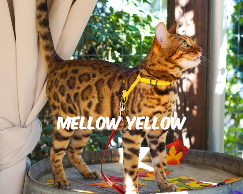 Harness Escape Proof Mellow Yellow