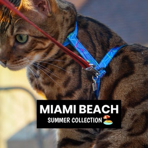 Peut inclure: Un chat tabby brun portant un harnais &agrave; motifs bleus et roses avec une laisse rouge. Le harnais porte le texte "Miami Beach Summer Collection" et une petite ic&ocirc;ne de parasol de plage.