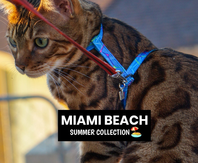 Peut inclure: Un chat tabby brun portant un harnais &agrave; motifs bleus et roses avec une laisse rouge. Le harnais porte le texte "Miami Beach Summer Collection" et une petite ic&ocirc;ne de parasol de plage.