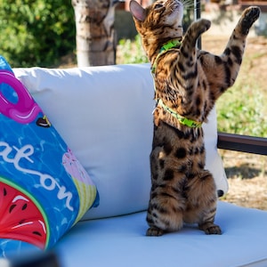 Peut inclure: Un chat tabby brun et noir portant un harnais vert se tient debout sur un canap&eacute; blanc. Le chat regarde vers le haut et a les pattes lev&eacute;es en l'air. Le canap&eacute; a un coussin bleu et blanc avec une past&egrave;que et un beignet dessus.