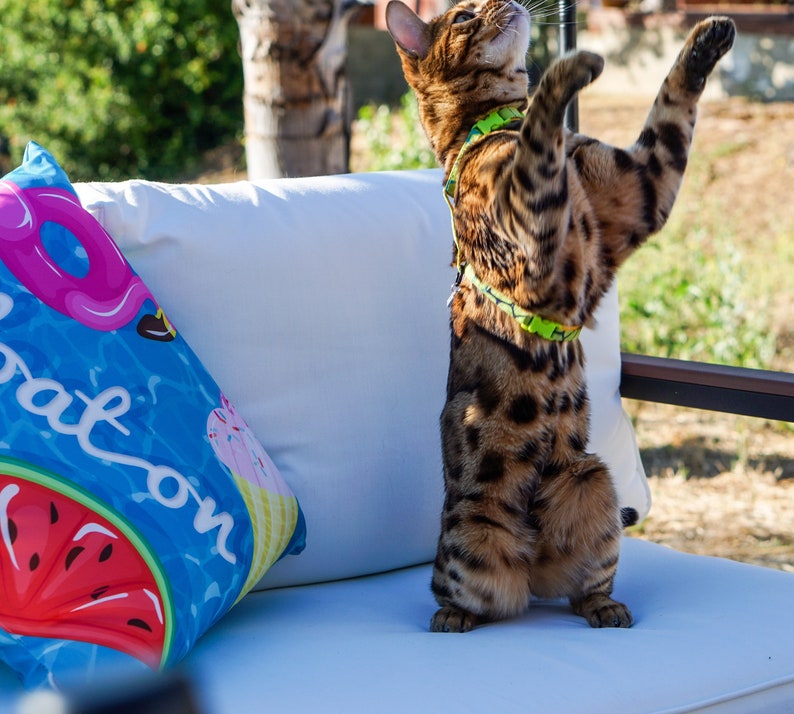 Peut inclure: Un chat tabby brun et noir portant un harnais vert se tient debout sur un canap&eacute; blanc. Le chat regarde vers le haut et a les pattes lev&eacute;es en l'air. Le canap&eacute; a un coussin bleu et blanc avec une past&egrave;que et un beignet dessus.