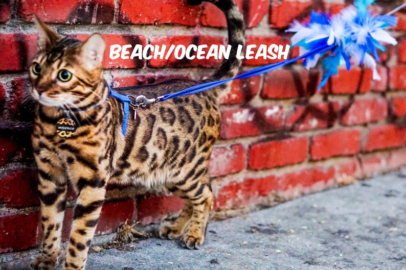 Rainbow Leash Limited Edition