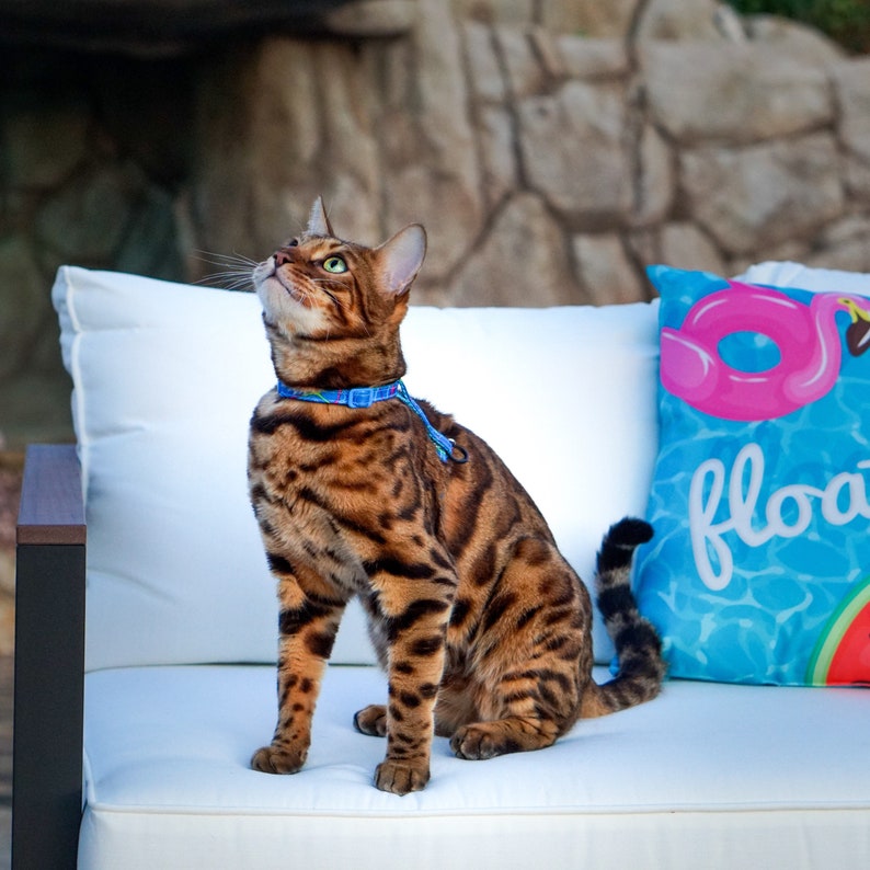 Peut inclure: Un chat tabby brun aux yeux verts est assis sur un canap&eacute; blanc avec un coussin bleu et rose qui dit "float". Le chat porte un collier bleu avec un motif.