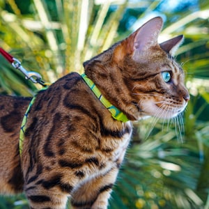 Peut inclure: Un chat tabby brun portant un collier et une laisse &agrave; motifs verts et bleus. Le chat regarde vers la droite du cadre.