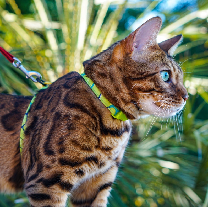 Peut inclure: Un chat tabby brun portant un collier et une laisse &agrave; motifs verts et bleus. Le chat regarde vers la droite du cadre.