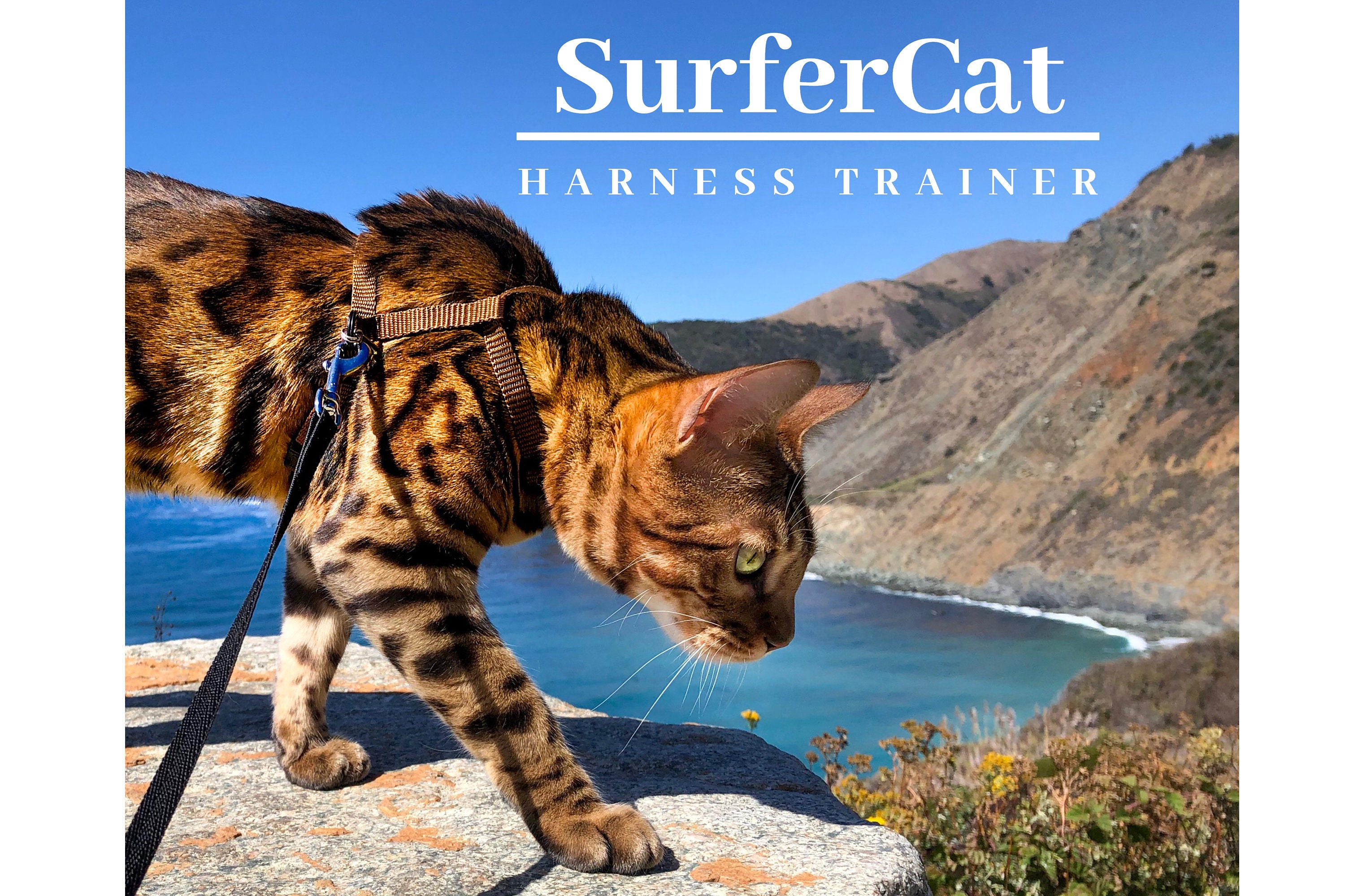 Best harness top for bengal cats