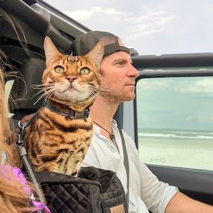 May include: A brown tabby cat with green eyes sits in a black quilted pet carrier. The cat is wearing a brown leather collar with a silver buckle. The cat is looking at the camera. A person is sitting in the driver's seat of a car. The person is wearing a white shirt and a black baseball cap. The car is driving on a road with a beach in the background.