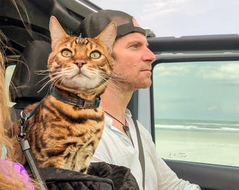 May include: A brown tabby cat with green eyes sits in a black quilted pet carrier. The cat is wearing a brown leather collar with a silver buckle. The cat is looking at the camera. A person is sitting in the driver's seat of a car. The person is wearing a white shirt and a black baseball cap. The car is driving on a road with a beach in the background.