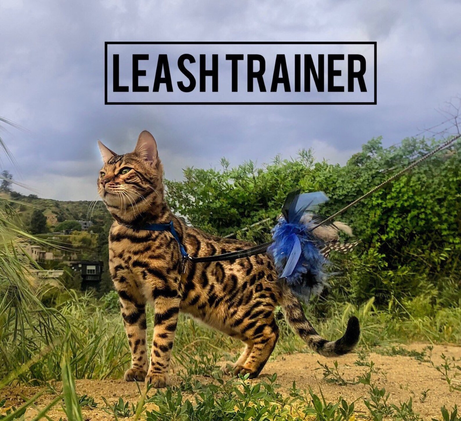 Leash Trainer for Cats & Kittens Etsy
