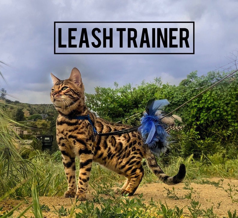 Leash Trainer for Cats & Kittens Etsy