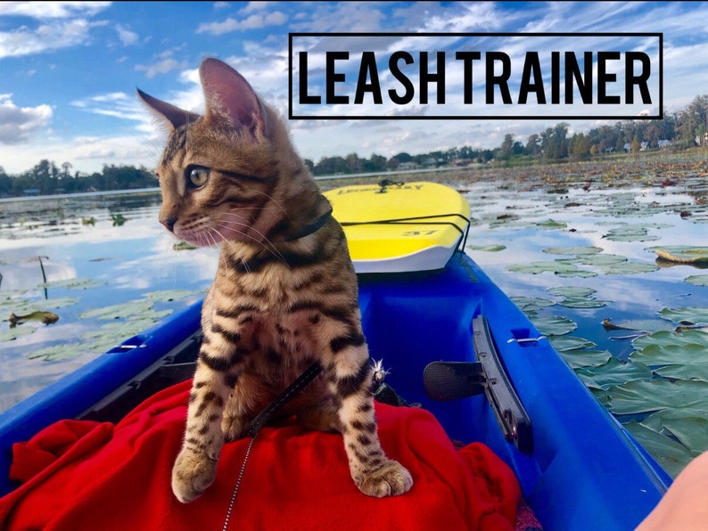 Leash Trainer for Cats & Kittens Etsy