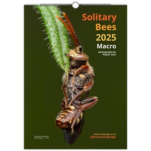 Op de afbeelding: Een close-up van een slapende Nomad-bij, een solitaire bij, op een groen blad. De bij is bruin en geel met zwarte strepen. De bij is 11 mm lang. De afbeelding is afkomstig uit de Solitary Bees Macro-kalender 2025 van Rupert Lees.